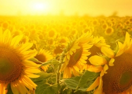 Sonnenblumen vor Sonnenuntergang